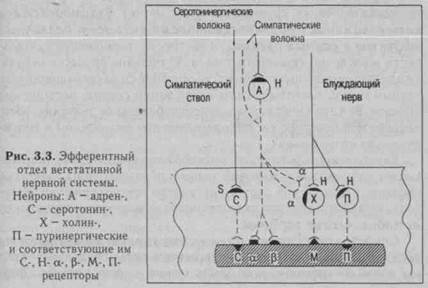 симпатическая нервная система - student2.ru