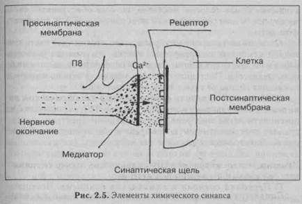 Синапс — структура, обеспечивающая передачу сигнала от клетки к клетке и элемент рефлекторной дуги - student2.ru