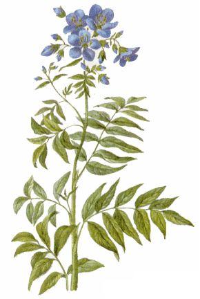 Синюха голубая - Polemonium caeruleum L - student2.ru