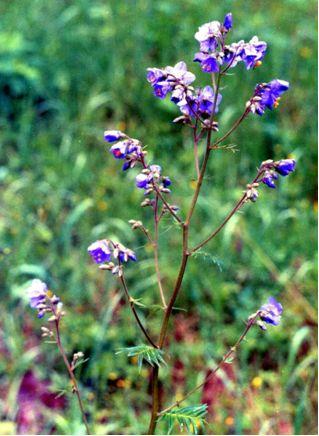 Синюха голубая - Polemonium caeruleum L - student2.ru