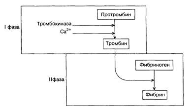 система свертывания крови - student2.ru