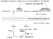 Схема путей метаболизма ацетил-КоА. Локализация их в клетке. - student2.ru