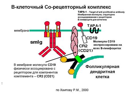 Следует помнить, что все Т-лимфоциты вне зависимости от того, к какой популяции они - student2.ru