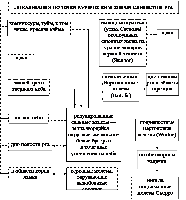 Слизистые и слюнные железы ротовой полости - student2.ru