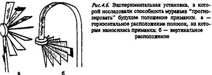 Сложные формы обучения общественных насекомых - student2.ru