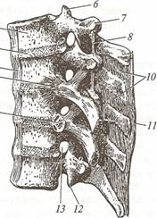 Соединения костей туловища - student2.ru
