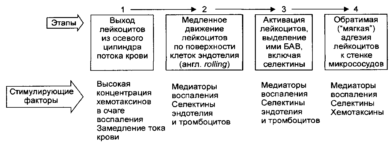 Сосудистая реакция и экссудация - student2.ru