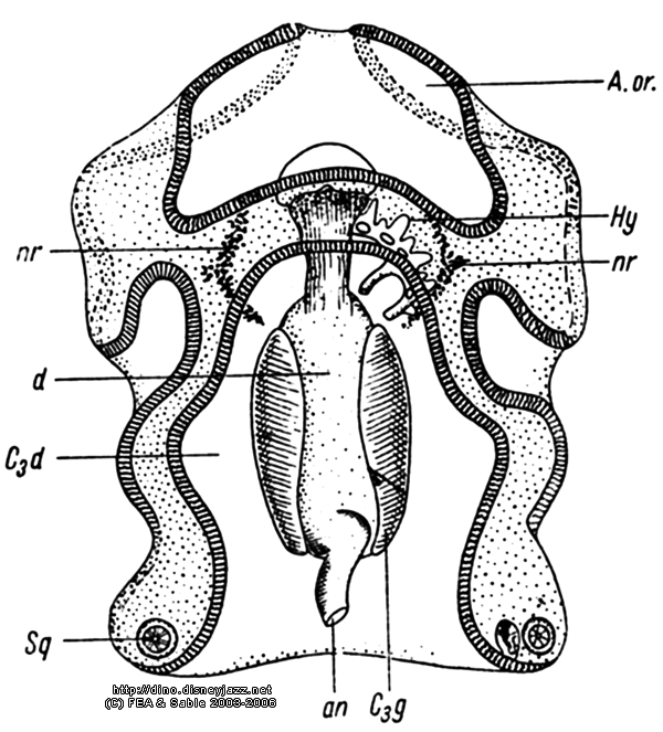 сравнительно-эмбриологические доказательства эволюции - student2.ru
