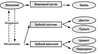 Сроки закладки, формирования и минерализации временных зубов - student2.ru