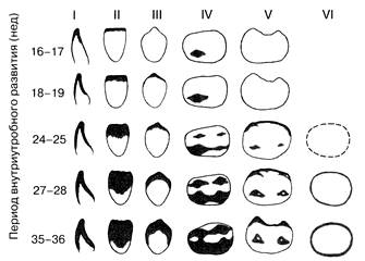 Сроки закладки, формирования и минерализации временных зубов - student2.ru