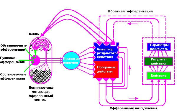 Стадии формирования и развития функциональной системы - student2.ru