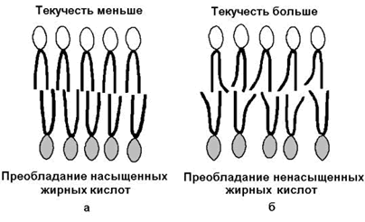 строение и функции биологических мембран. липиды биомембран. механизмы транспорта веществ через биомембраны - student2.ru