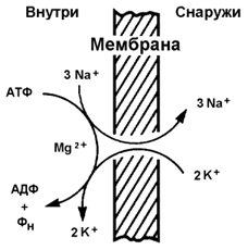 строение и функции биологических мембран. липиды биомембран. механизмы транспорта веществ через биомембраны - student2.ru