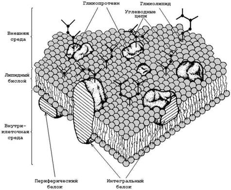 строение и функции биологических мембран. липиды биомембран. механизмы транспорта веществ через биомембраны - student2.ru