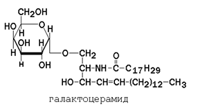 строение и функции биологических мембран. липиды биомембран. механизмы транспорта веществ через биомембраны - student2.ru