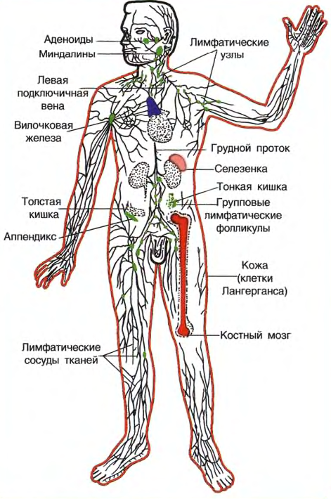 строение иммунной системы. центральные и периферические органы иммунной системы. миело- и лимфопоэз. - student2.ru