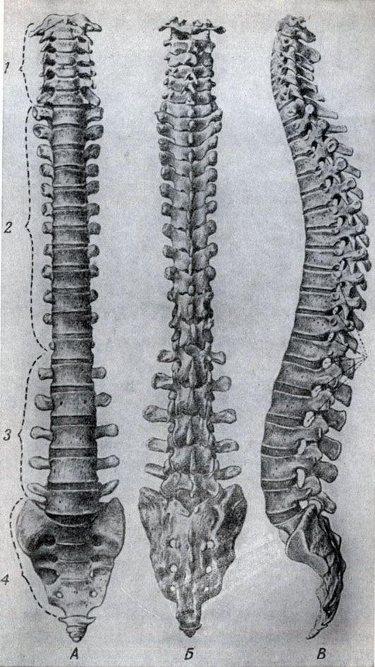 Строение позвоночного столба - student2.ru