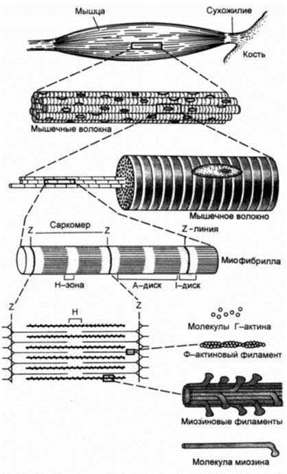 Структурная организация скелетной мышцы - student2.ru