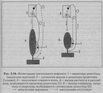 Структурно-функциональная характеристика. А. Сегменты спинного мозга - student2.ru