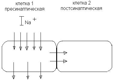 Свойства химических синапсов - student2.ru