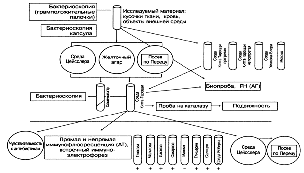 Тема №20. Бактерии рода Clostridium - student2.ru