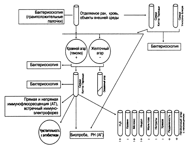 Тема №20. Бактерии рода Clostridium - student2.ru