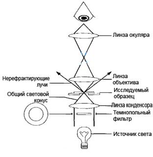 Темнопольная микроскопия (метод микроскопии в темном поле) - student2.ru