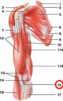 Тест по к.о. «Миология» для ЛФ, ПФ, МПД, МБХ, МБФ - student2.ru