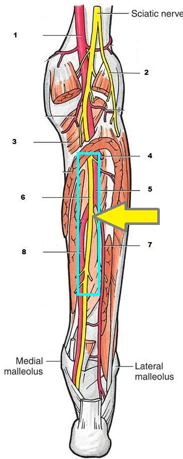 Тест по к.о. «Миология» для ЛФ, ПФ, МПД, МБХ, МБФ - student2.ru