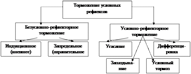 Торможение условных рефлексов - student2.ru