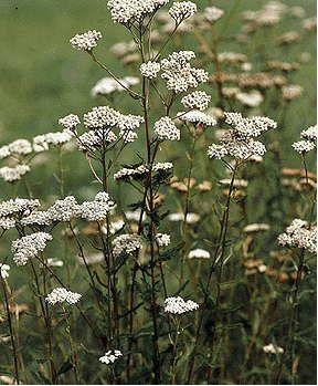 Тысячелистник обыкновенный - Achillea millefolium L - student2.ru