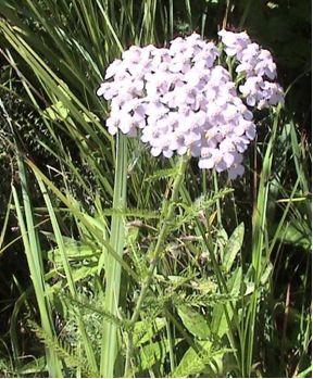 Тысячелистник обыкновенный - Achillea millefolium L - student2.ru