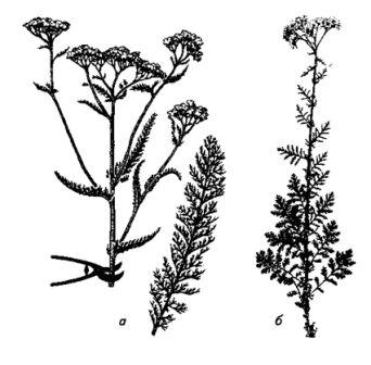 Тысячелистник обыкновенный - Achillea millefolium L - student2.ru