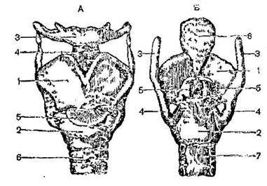 устройство речевого аппарата и функции его частей - student2.ru