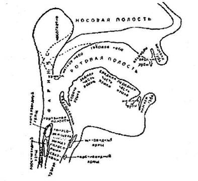 устройство речевого аппарата и функции его частей - student2.ru