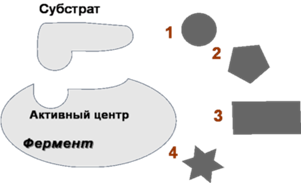 Увеличение активности фермента под влиянием субстрата реакции носит название прямая положительная связь - student2.ru