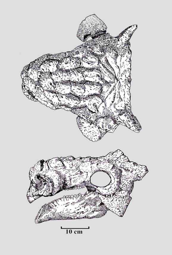 В 1970 году польско-монгольская экспедиция обнаружила череп анкилозаврида возле локации Хулсан. - student2.ru