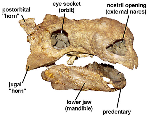 В 1970 году польско-монгольская экспедиция обнаружила череп анкилозаврида возле локации Хулсан. - student2.ru