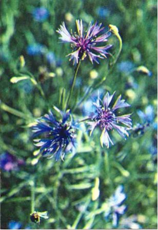 Василек синий - Centaurea cyanus L - student2.ru