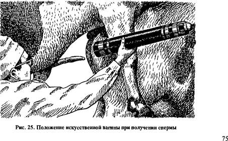 влияние внешних условий на спермиев вне организма животного 1 страница - student2.ru