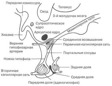 Внепродуктивные органы репродуктивной системы - student2.ru