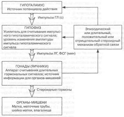 Внепродуктивные органы репродуктивной системы - student2.ru