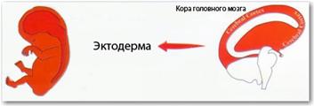 Во время фазы исцеления предшествующая утрата тканей возмещается за счет их роста, в идеале – с участием специальных бактерий, задействованных в этом процессе. - student2.ru