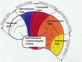 Во время фазы исцеления предшествующая утрата тканей возмещается за счет их роста, в идеале – с участием специальных бактерий, задействованных в этом процессе. - student2.ru