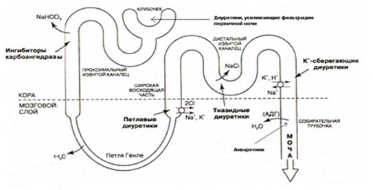 ВОПРОС 6. Влияние ПАС II класса на основные функции сердца. - student2.ru
