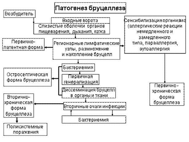 Возбудитель бруцеллеза - student2.ru