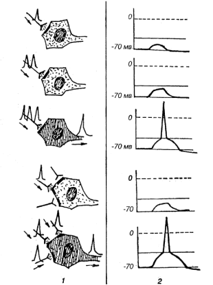 возникновение пд в эфферентных нейронах. механизмы суммации псп - student2.ru