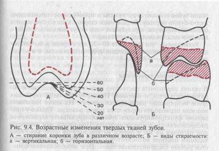 Возрастные изменения органов челюстно-лицевой области - student2.ru