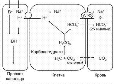 Выведение ионов водорода, сопряженное с реабсорбцией или образованием бикарбонатов - student2.ru