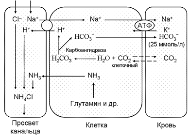 Выведение ионов водорода, сопряженное с реабсорбцией или образованием бикарбонатов - student2.ru
